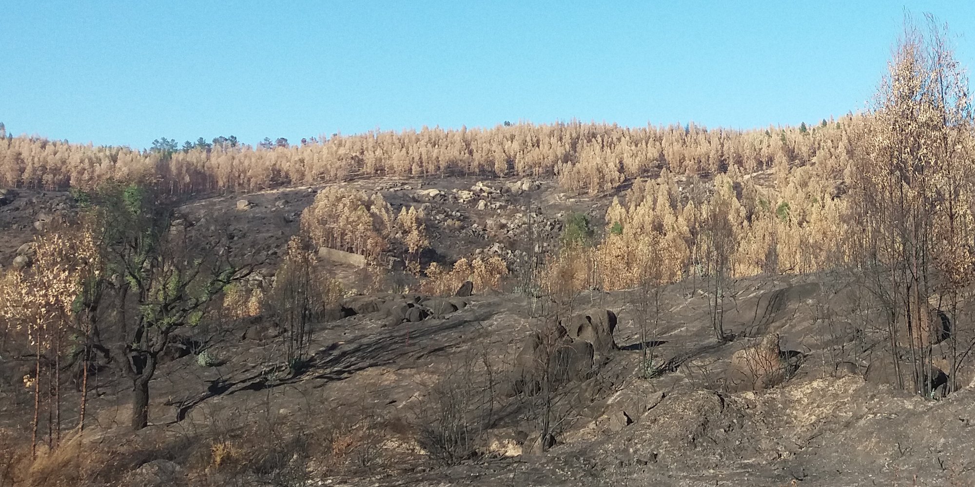 Burned Eucalyptus forest in Portugal